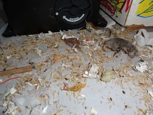 Mäusebefall in einem Schuppen. Kot, sogenanntes Genagsel und Kadaver.