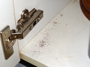Schaben, im Volksmund auch Kakerlaken, typische Befallsspuren, Schabenkot Schaben, im Volksmund auch Kakerlaken, typische Befallsspuren, Schabenkot