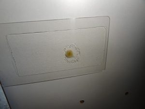 Leimfolie für den Monitor Leimfolie für den Monitor