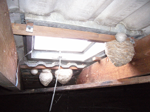 Mehrere Wespennester in verschiedenen Stadien, z. T. auch aus dem Vorjahr, an einem Dachfenster.