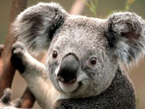 Koala am Lächeln Koala am Lächeln